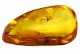 Detailed Fossil Fungus Gnat (Sciaridae) In Baltic Amber #166263-1